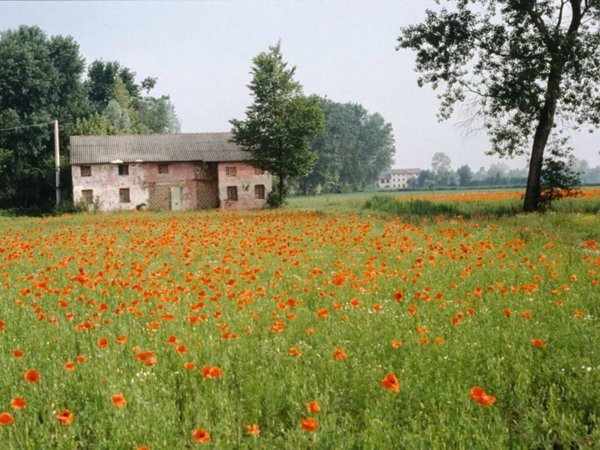 casa indipendente in vendita a Loreggia in zona Loreggiola