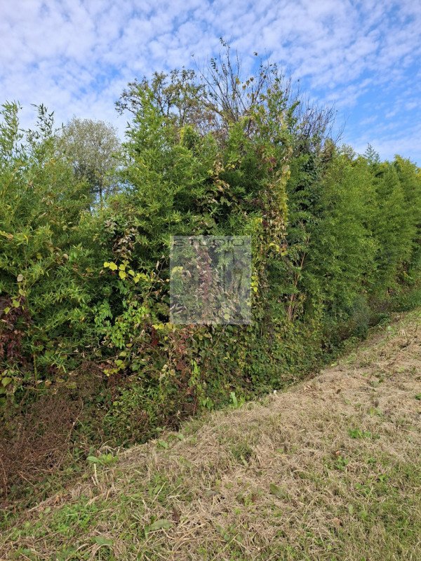 casa indipendente in vendita a Loreggia