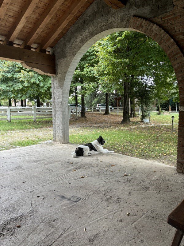 casa indipendente in vendita a Loreggia