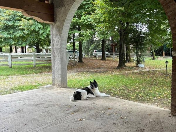 casa indipendente in vendita a Loreggia