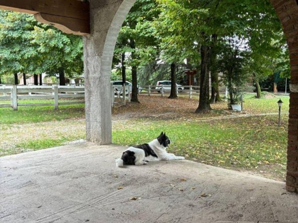 casa indipendente in vendita a Loreggia