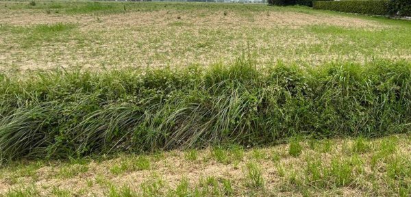 terreno agricolo in vendita a Massanzago