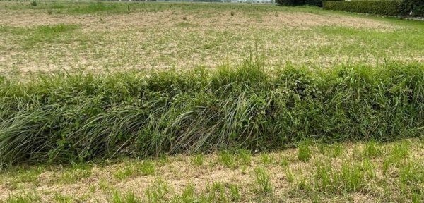 terreno agricolo in vendita a Massanzago