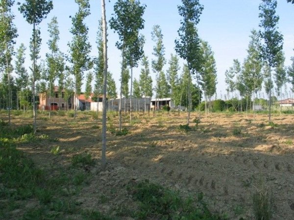 appartamento in vendita a Massanzago
