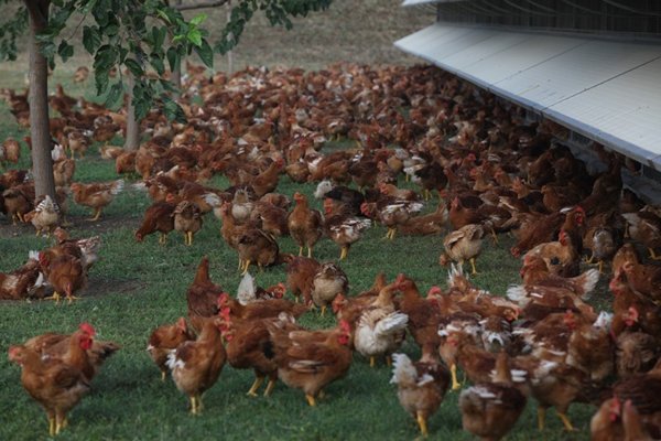 azienda agricola in vendita a Monselice