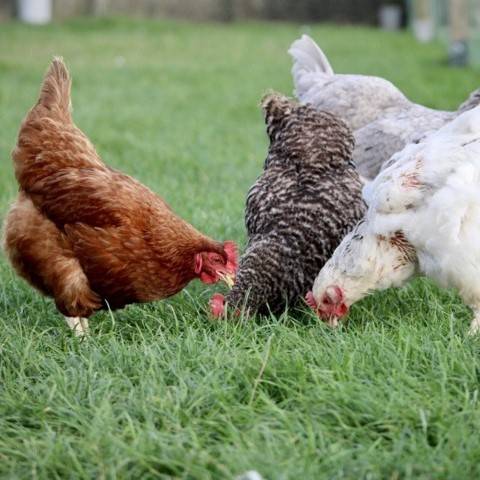 azienda agricola in vendita a Monselice