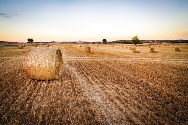 terreno agricolo in vendita a Monselice