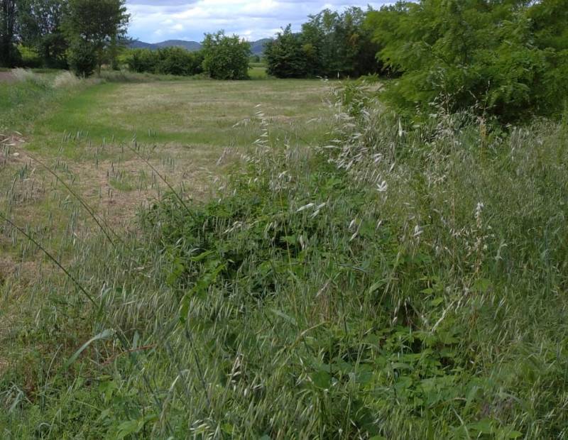 terreno agricolo in vendita a Monselice