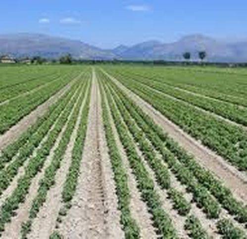 terreno agricolo in vendita a Monselice