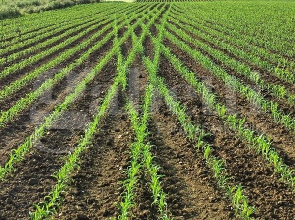 terreno agricolo in vendita a Monselice