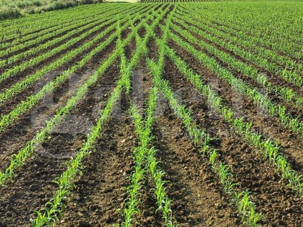 terreno agricolo in vendita a Monselice