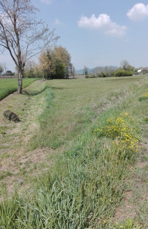 terreno in vendita a Monselice