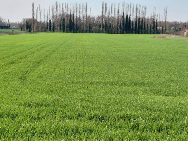 terreno in vendita a Monselice