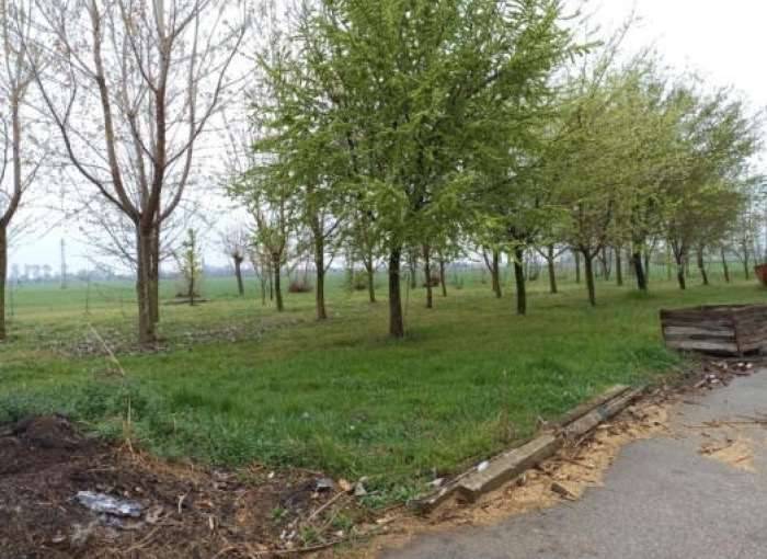 terreno agricolo in vendita a Montagnana