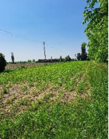 terreno agricolo in vendita a Montagnana in zona Borgo San Marco