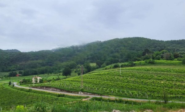 terreno agricolo in vendita a Montegrotto Terme