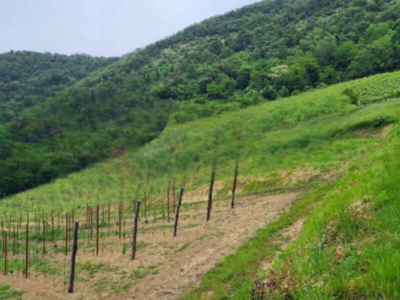 terreno agricolo in vendita a Montegrotto Terme
