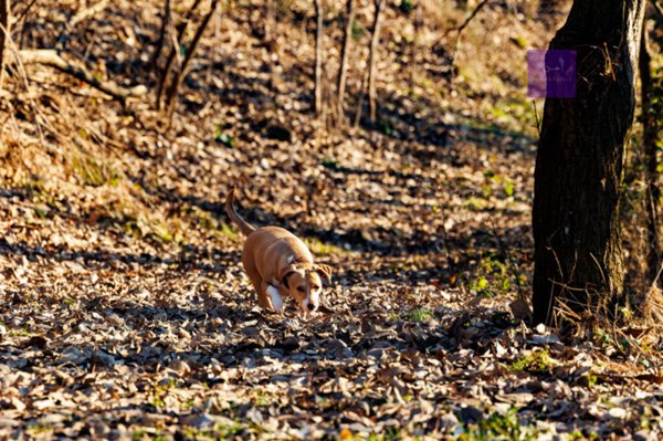 casa indipendente in vendita a Montegrotto Terme in zona Turri