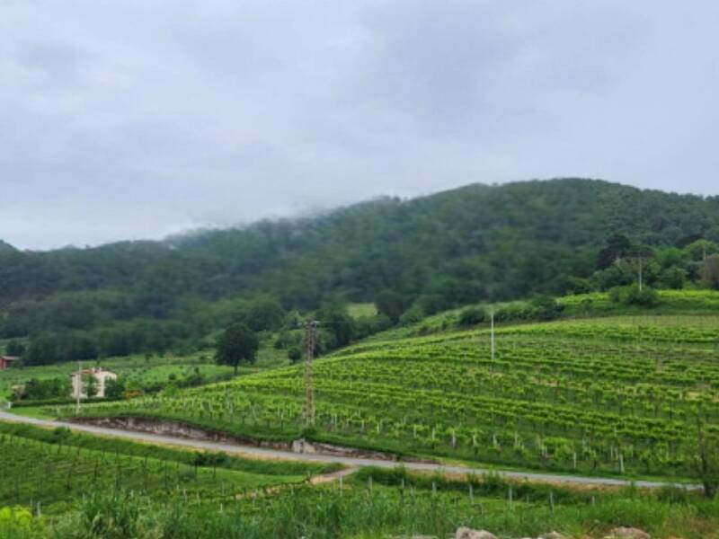 terreno agricolo in vendita a Montegrotto Terme