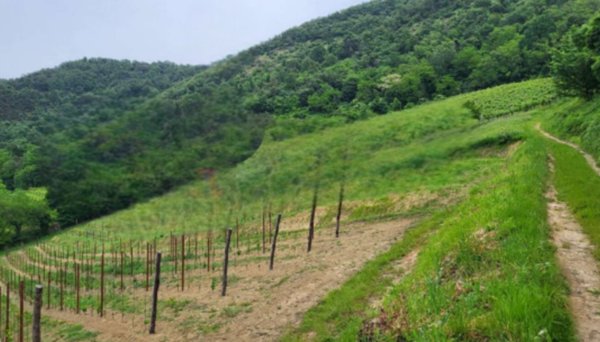terreno agricolo in vendita a Montegrotto Terme