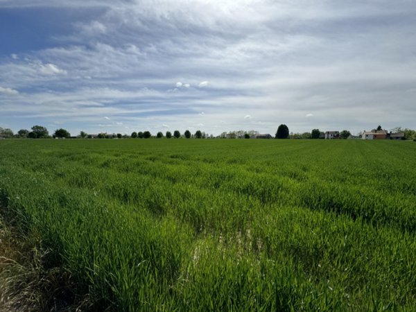 terreno agricolo in vendita ad Ospedaletto Euganeo