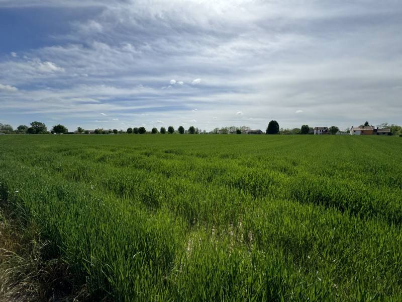 terreno agricolo in vendita ad Ospedaletto Euganeo