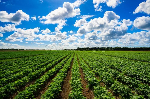 terreno agricolo in vendita ad Ospedaletto Euganeo