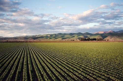 terreno agricolo in vendita ad Ospedaletto Euganeo
