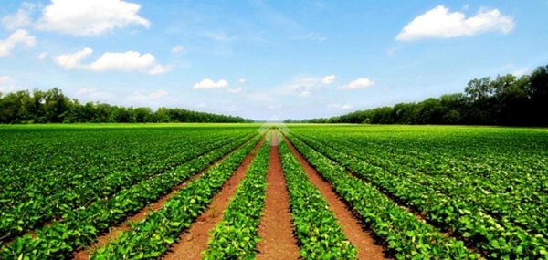 terreno agricolo in vendita a Padova in zona Mandria