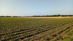 terreno agricolo in vendita a Padova