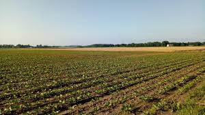 terreno agricolo in vendita a Padova