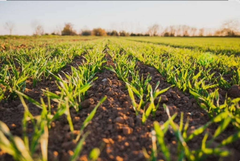 terreno agricolo in vendita a Padova in zona Mandria