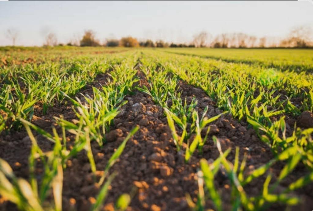 terreno agricolo in vendita a Padova in zona Mandria