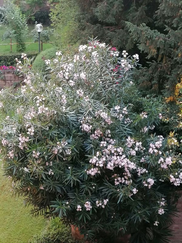 casa indipendente in vendita a Padova in zona Sacra Famiglia