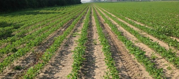 terreno agricolo in vendita a Padova in zona Camin / Granze