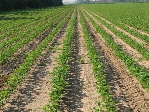 terreno agricolo in vendita a Padova in zona Camin / Granze