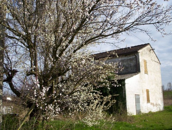 casa indipendente in vendita a Piacenza d'Adige
