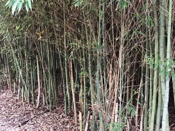 terreno agricolo in vendita a Piombino Dese in zona Torreselle