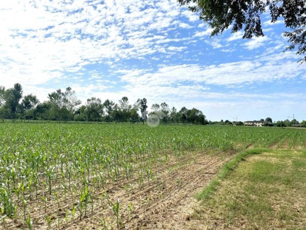 terreno agricolo in vendita a Piombino Dese