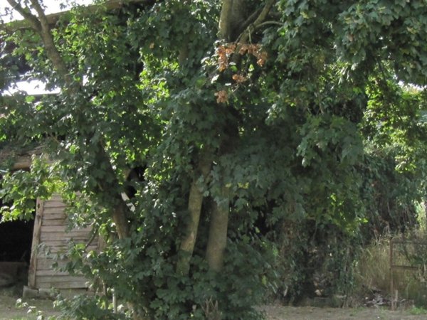 terreno agricolo in vendita a Piombino Dese