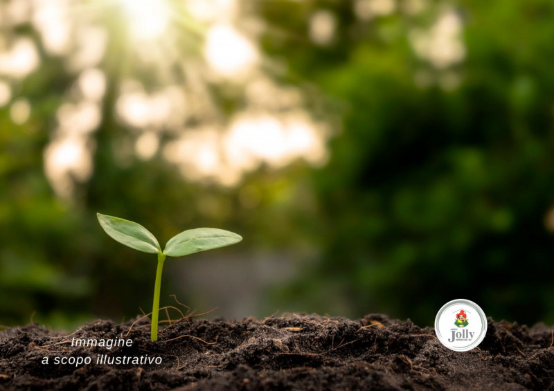 terreno agricolo in vendita a Piove di Sacco