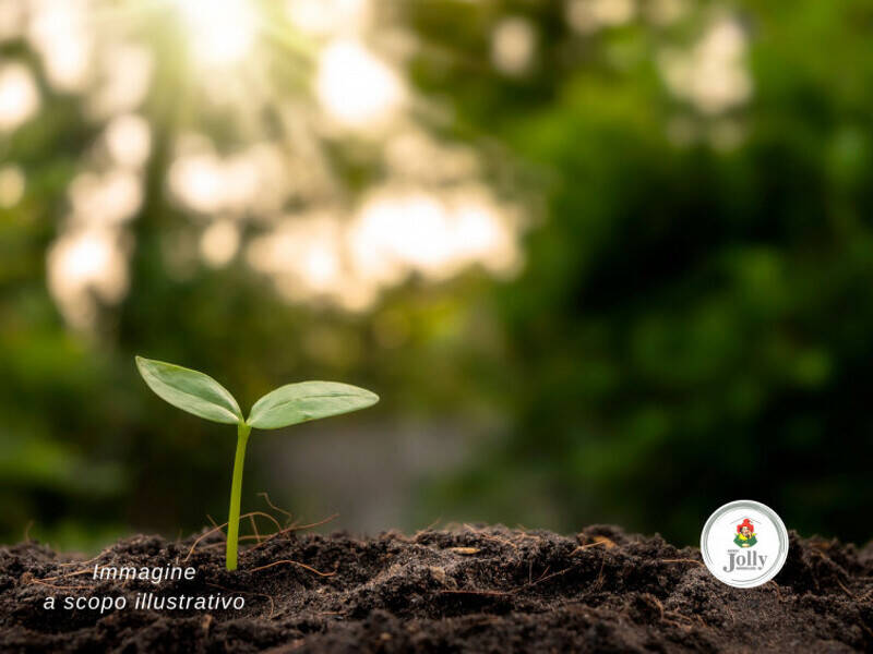 terreno agricolo in vendita a Piove di Sacco