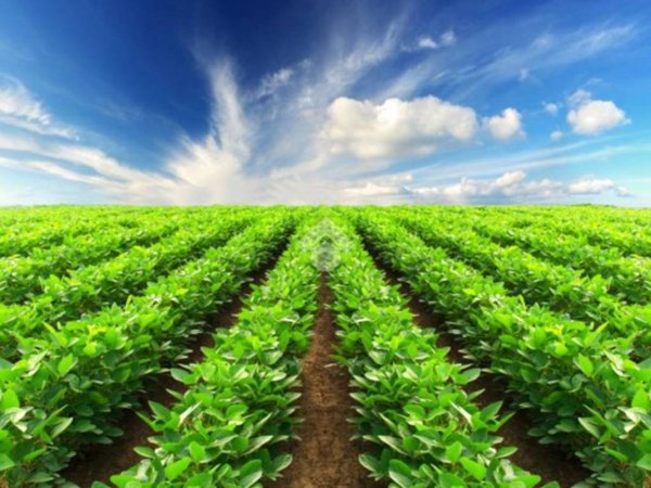 terreno agricolo in vendita a Polverara
