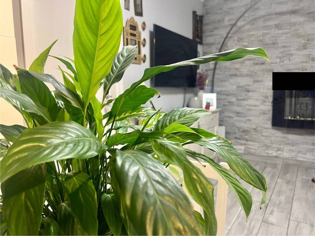 appartamento in vendita a Ponte San Nicolò