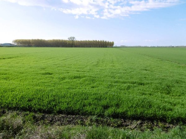 terreno agricolo in vendita a Pozzonovo