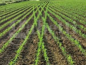 terreno agricolo in vendita a Pozzonovo
