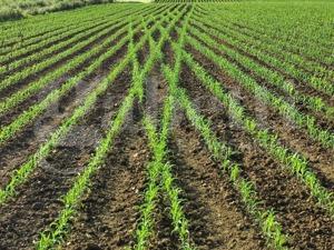 terreno agricolo in vendita a Pozzonovo