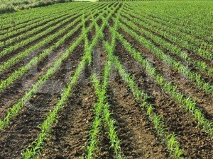 terreno agricolo in vendita a Pozzonovo