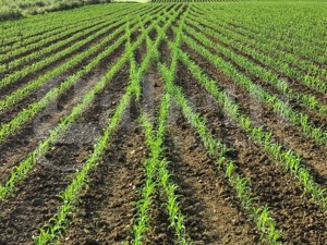 terreno agricolo in vendita a Pozzonovo
