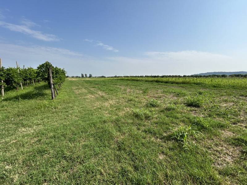 terreno agricolo in vendita a Rovolon in zona Bastia